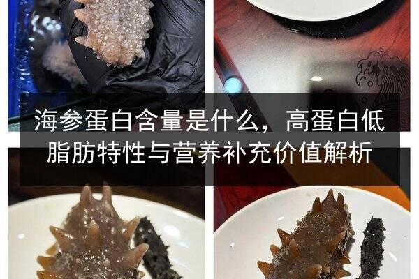 海参蛋白含量是什么,高蛋白低脂肪特性与营养补充价值解析