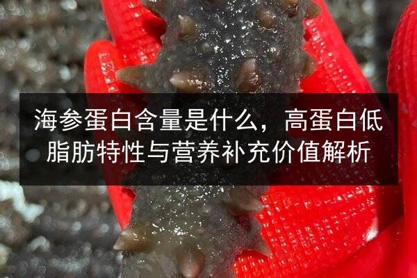 海参蛋白含量是什么,高蛋白低脂肪特性与营养补充价值解析