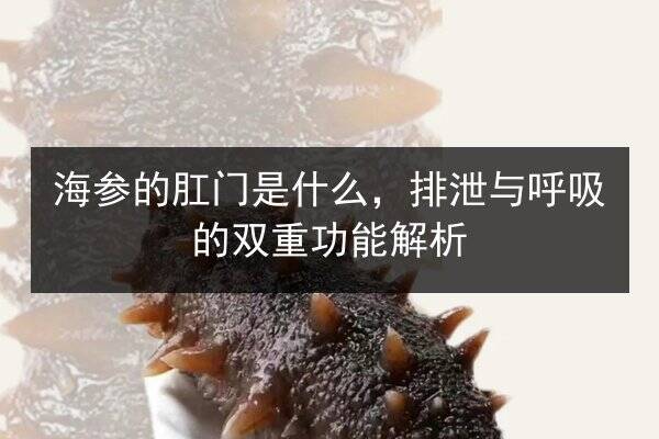 海参的肛门是什么，排泄与呼吸的双重功能解析