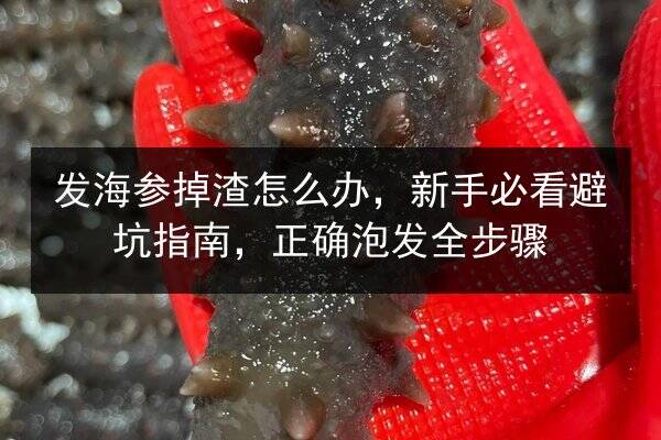 发海参掉渣怎么办,新手必看避坑指南,正确泡发全步骤