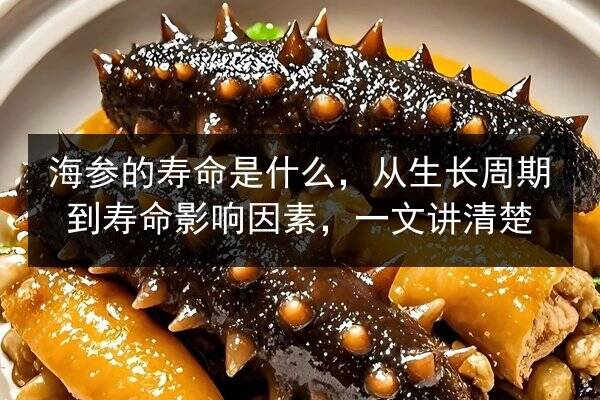 海参的寿命是什么,从生长周期到寿命影响因素,一文讲清楚
