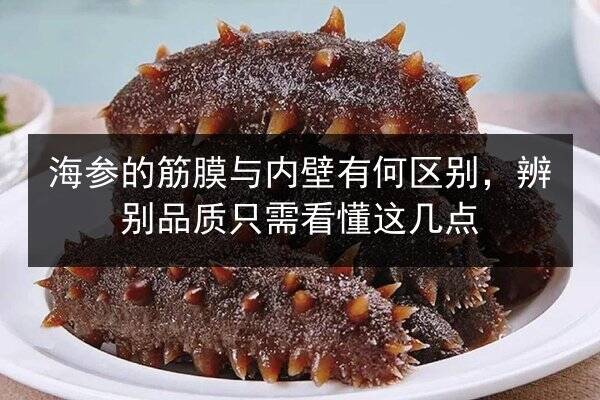 海参的筋膜与内壁有何区别,辨别品质只需看懂这几点