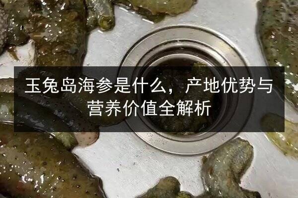 玉兔岛海参是什么，产地优势与营养价值全解析