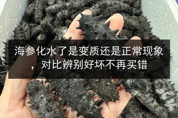 海参化水了是变质还是正常现象,对比辨别好坏不再买错