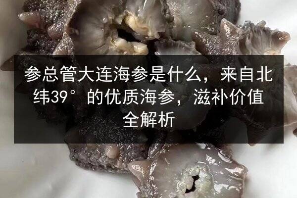 参总管大连海参是什么,来自北纬39°的优质海参,滋补价值全解析
