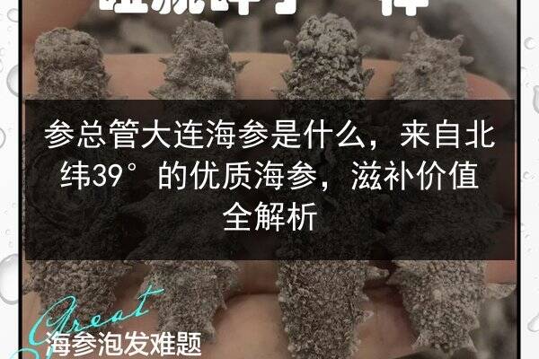 参总管大连海参是什么,来自北纬39°的优质海参,滋补价值全解析