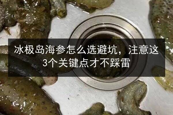 冰极岛海参怎么选避坑,注意这3个关键点才不踩雷