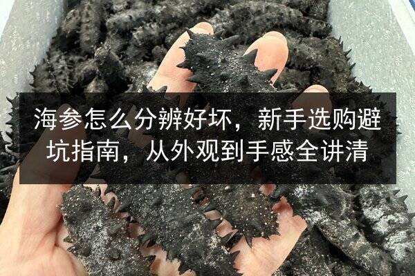 海参怎么分辨好坏,新手选购避坑指南,从外观到手感全讲清