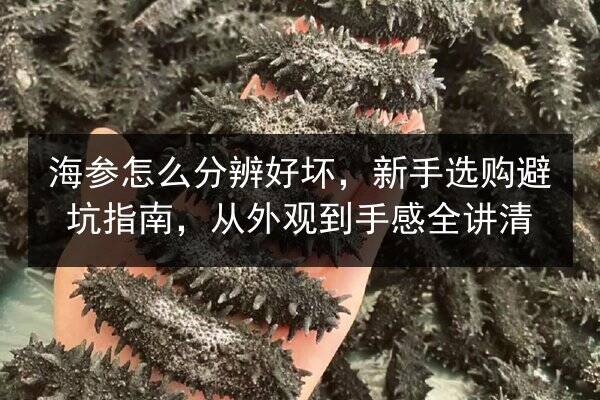 海参怎么分辨好坏,新手选购避坑指南,从外观到手感全讲清