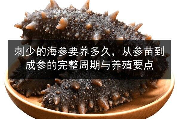 刺少的海参要养多久,从参苗到成参的完整周期与养殖要点