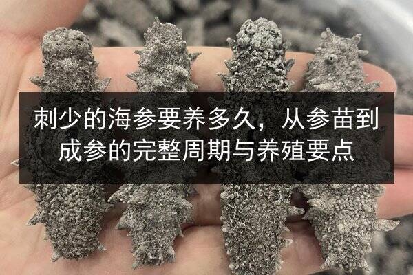 刺少的海参要养多久,从参苗到成参的完整周期与养殖要点