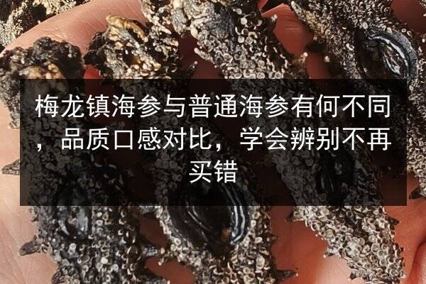 梅龙镇海参与普通海参有何不同，品质口感对比，学会辨别不再买错