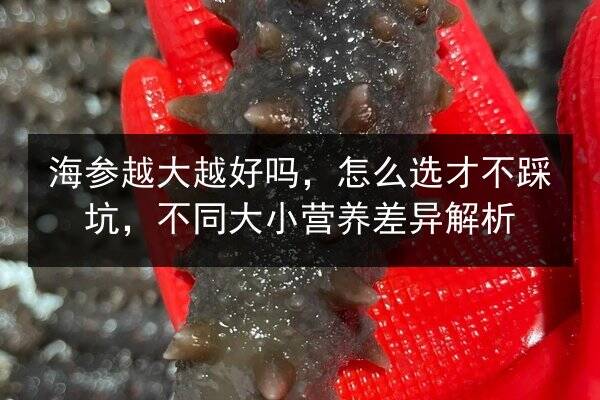 海参越大越好吗,怎么选才不踩坑,不同大小营养差异解析