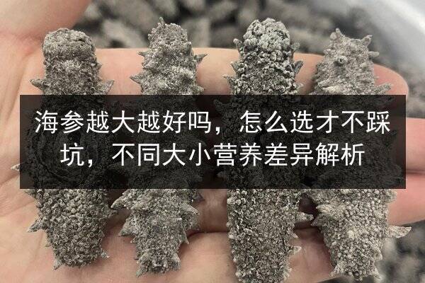 海参越大越好吗,怎么选才不踩坑,不同大小营养差异解析