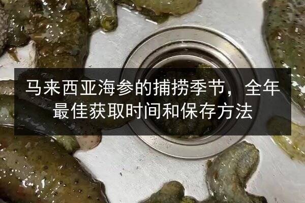 马来西亚海参的捕捞季节，全年最佳获取时间和保存方法