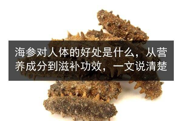 海参对人体的好处是什么,从营养成分到滋补功效,一文说清楚