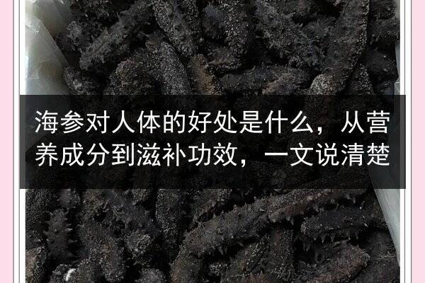 海参对人体的好处是什么,从营养成分到滋补功效,一文说清楚