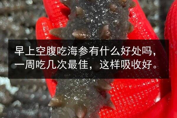 早上空腹吃海参有什么好处吗,一周吃几次最佳,这样吸收好。