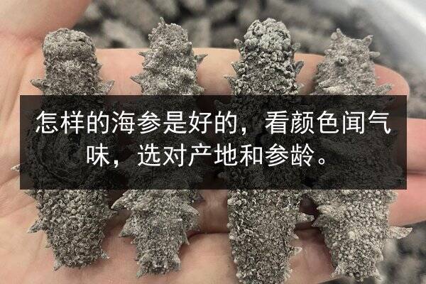怎样的海参是好的，看颜色闻气味，选对产地和参龄。