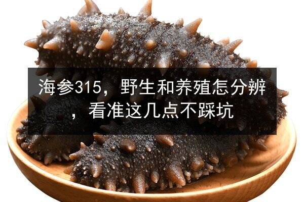 海参315,野生和养殖怎分辨,看准这几点不踩坑