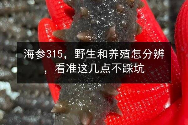 海参315,野生和养殖怎分辨,看准这几点不踩坑