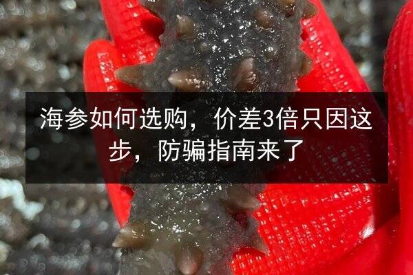 海参如何选购，价差3倍只因这步，防骗指南来了