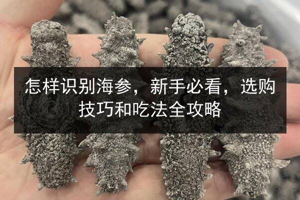 怎样识别海参,新手必看,选购技巧和吃法全攻略