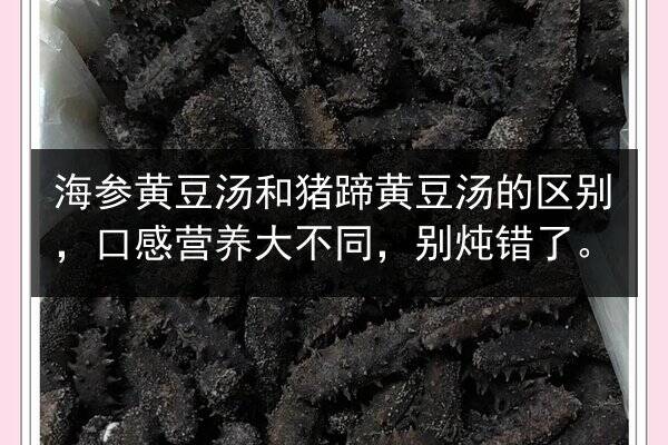 海参黄豆汤和猪蹄黄豆汤的区别，口感营养大不同，别炖错了。