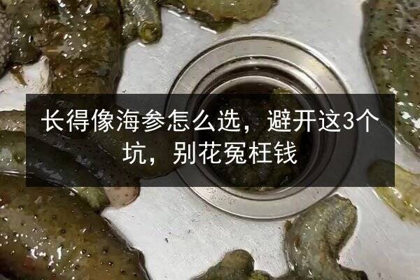 长得像海参怎么选,避开这3个坑,别花冤枉钱