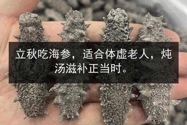 立秋吃海参，适合体虚老人，炖汤滋补正当时。