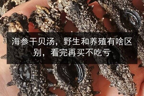 海参干贝汤，野生和养殖有啥区别，看完再买不吃亏