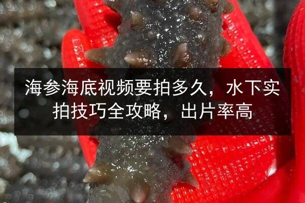 海参海底视频要拍多久，水下实拍技巧全攻略，出片率高