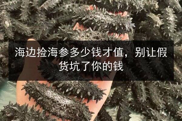 海边捡海参多少钱才值,别让假货坑了你的钱