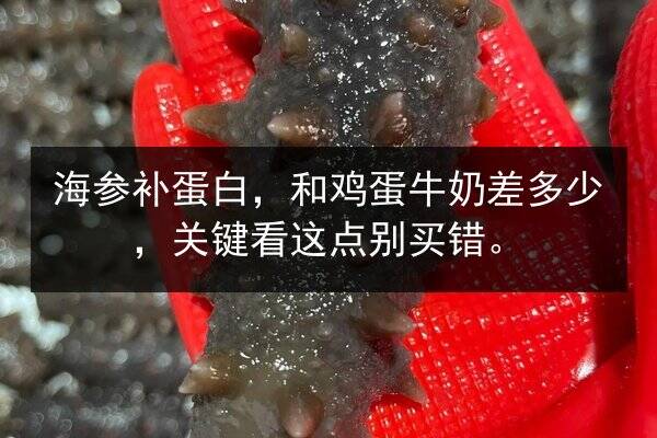 海参补蛋白,和鸡蛋牛奶差多少,关键看这点别买错。