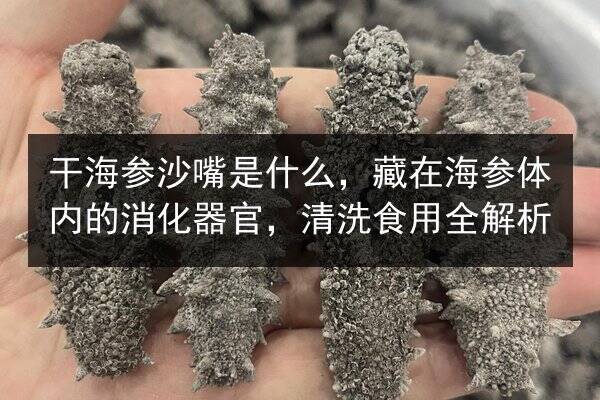 干海参沙嘴是什么,藏在海参体内的消化器官,清洗食用全解析