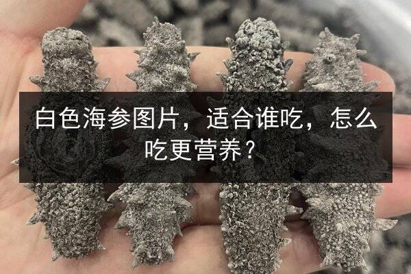 白色海参图片，适合谁吃，怎么吃更营养？