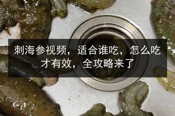 刺海参视频,适合谁吃,怎么吃才有效,全攻略来了