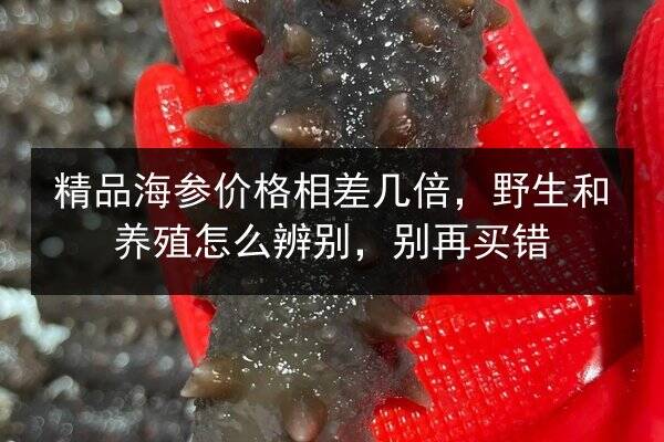 精品海参价格相差几倍，野生和养殖怎么辨别，别再买错