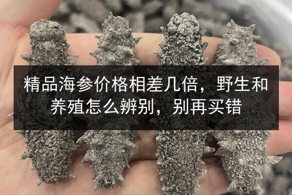 精品海参价格相差几倍，野生和养殖怎么辨别，别再买错