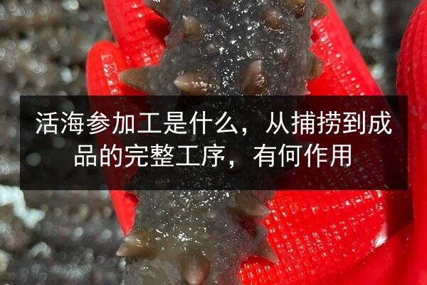 活海参加工是什么，从捕捞到成品的完整工序，有何作用
