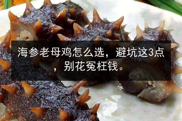 海参老母鸡怎么选,避坑这3点,别花冤枉钱。