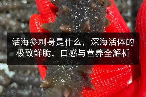 活海参刺身是什么,深海活体的极致鲜脆,口感与营养全解析