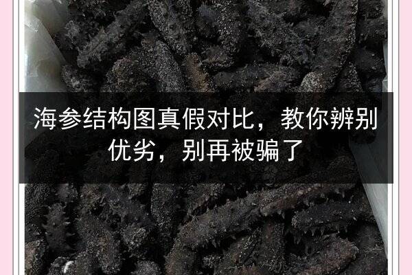 海参结构图真假对比,教你辨别优劣,别再被骗了