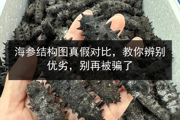 海参结构图真假对比,教你辨别优劣,别再被骗了