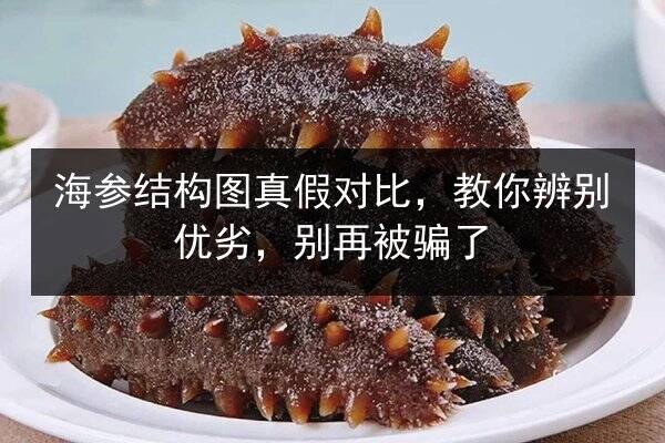 海参结构图真假对比,教你辨别优劣,别再被骗了