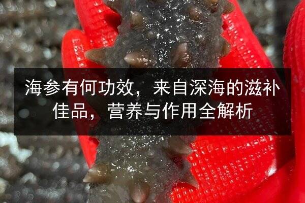 海参有何功效，来自深海的滋补佳品，营养与作用全解析