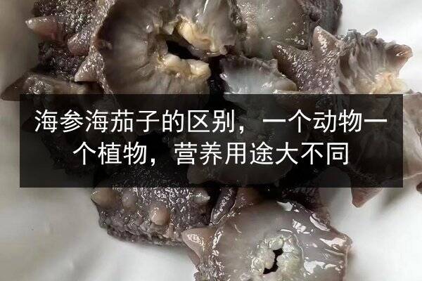 海参海茄子的区别，一个动物一个植物，营养用途大不同