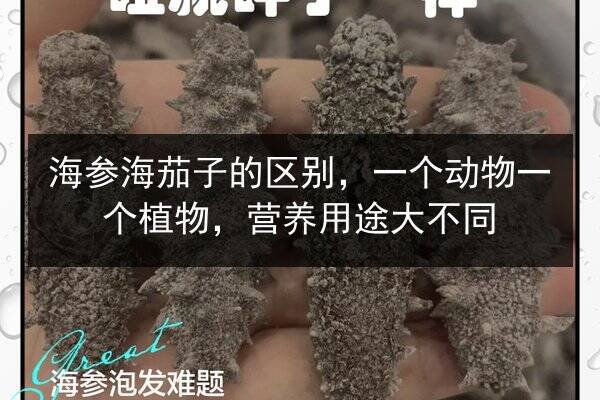 海参海茄子的区别，一个动物一个植物，营养用途大不同