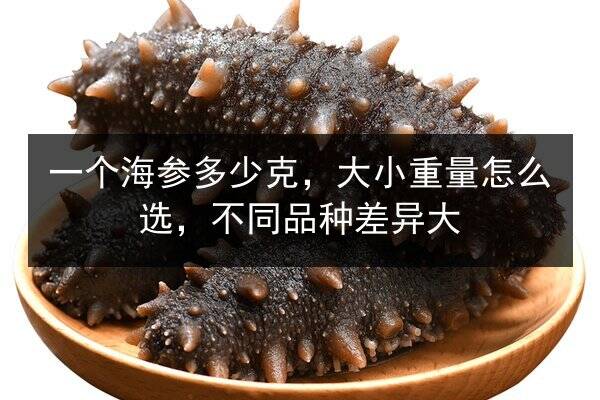 一个海参多少克,大小重量怎么选,不同品种差异大