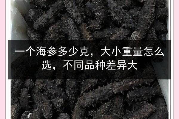 一个海参多少克,大小重量怎么选,不同品种差异大